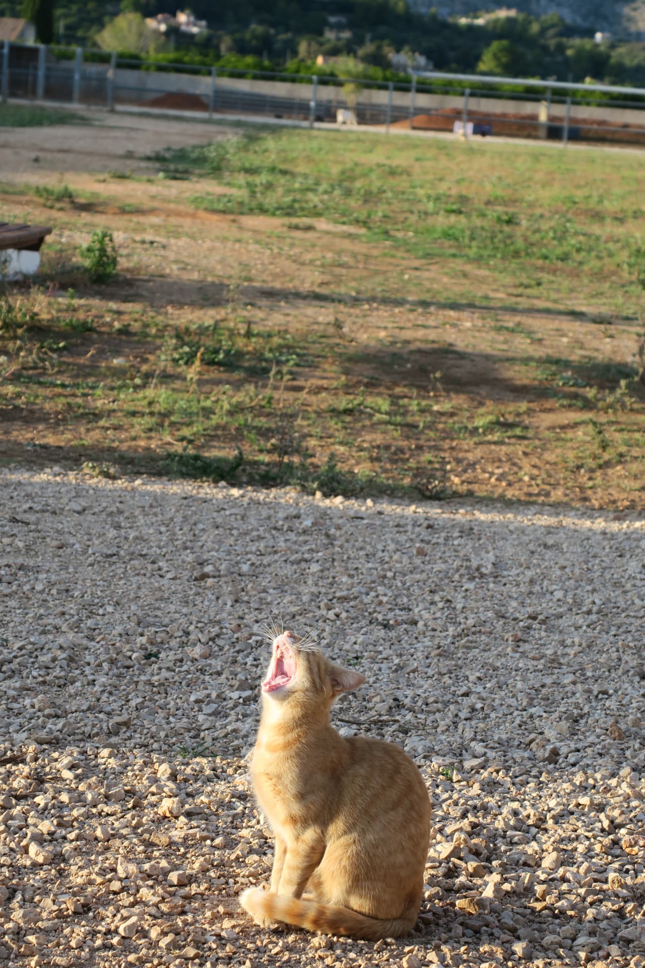 El gato naranja del camino