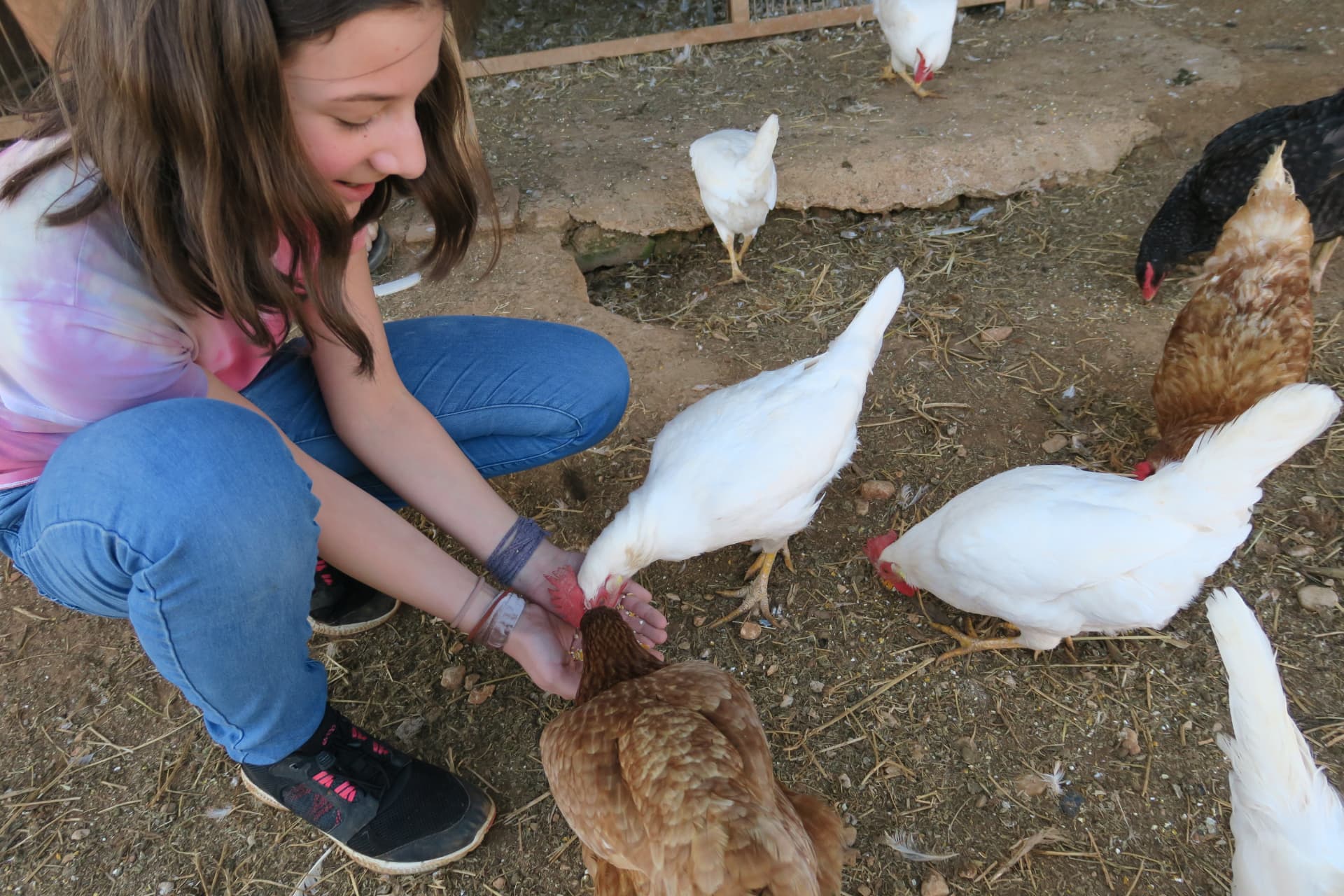 Dando de comer a las gallinas