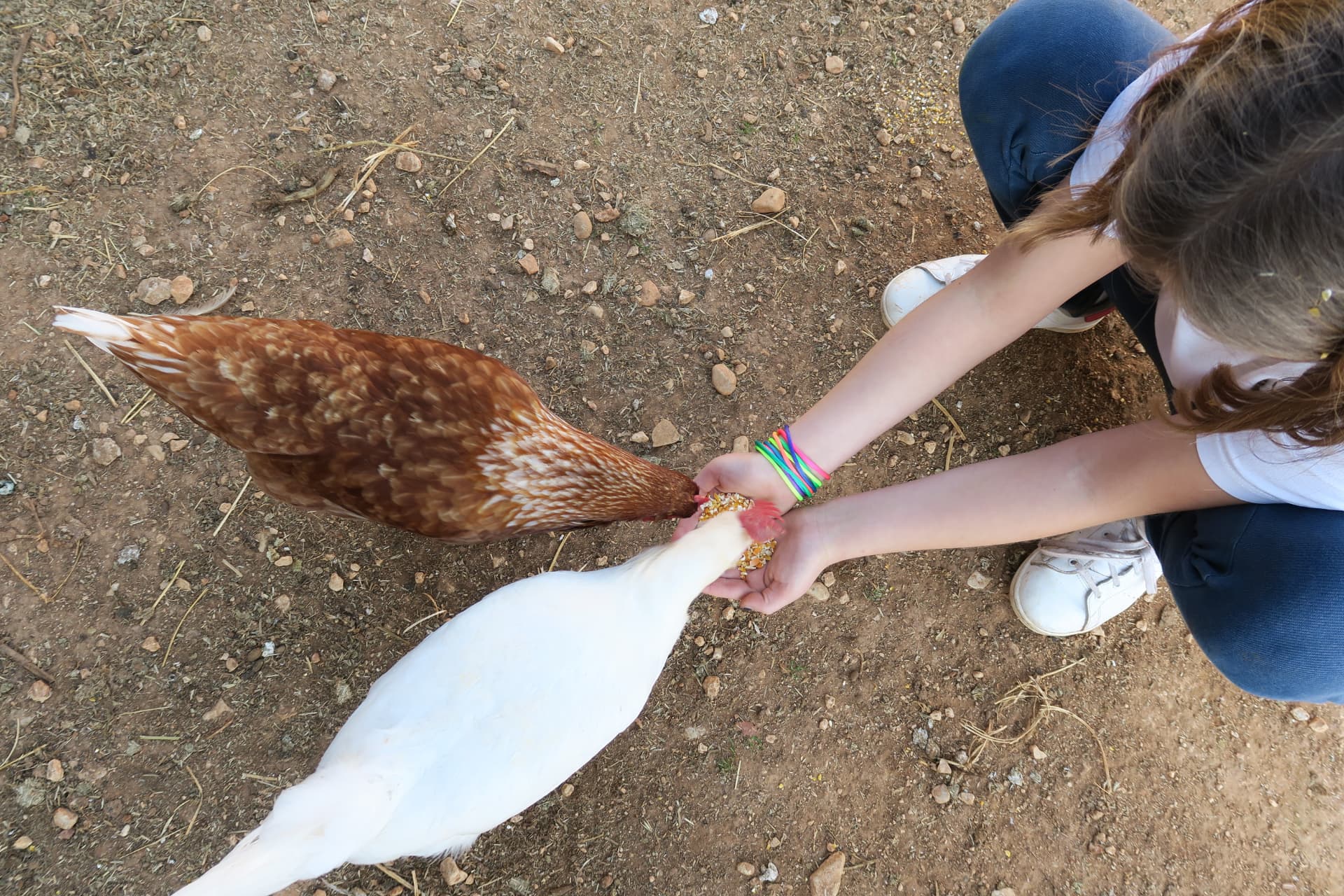Gallinas al detalle