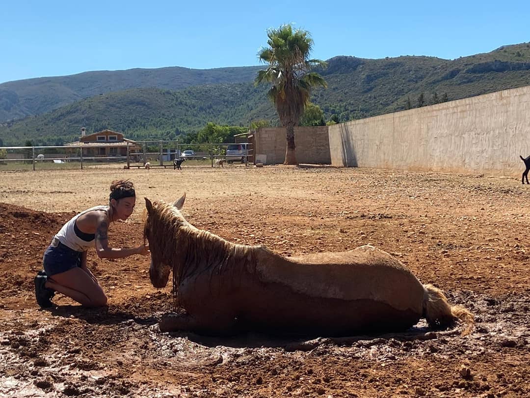 Cuidando al caballo en reposo