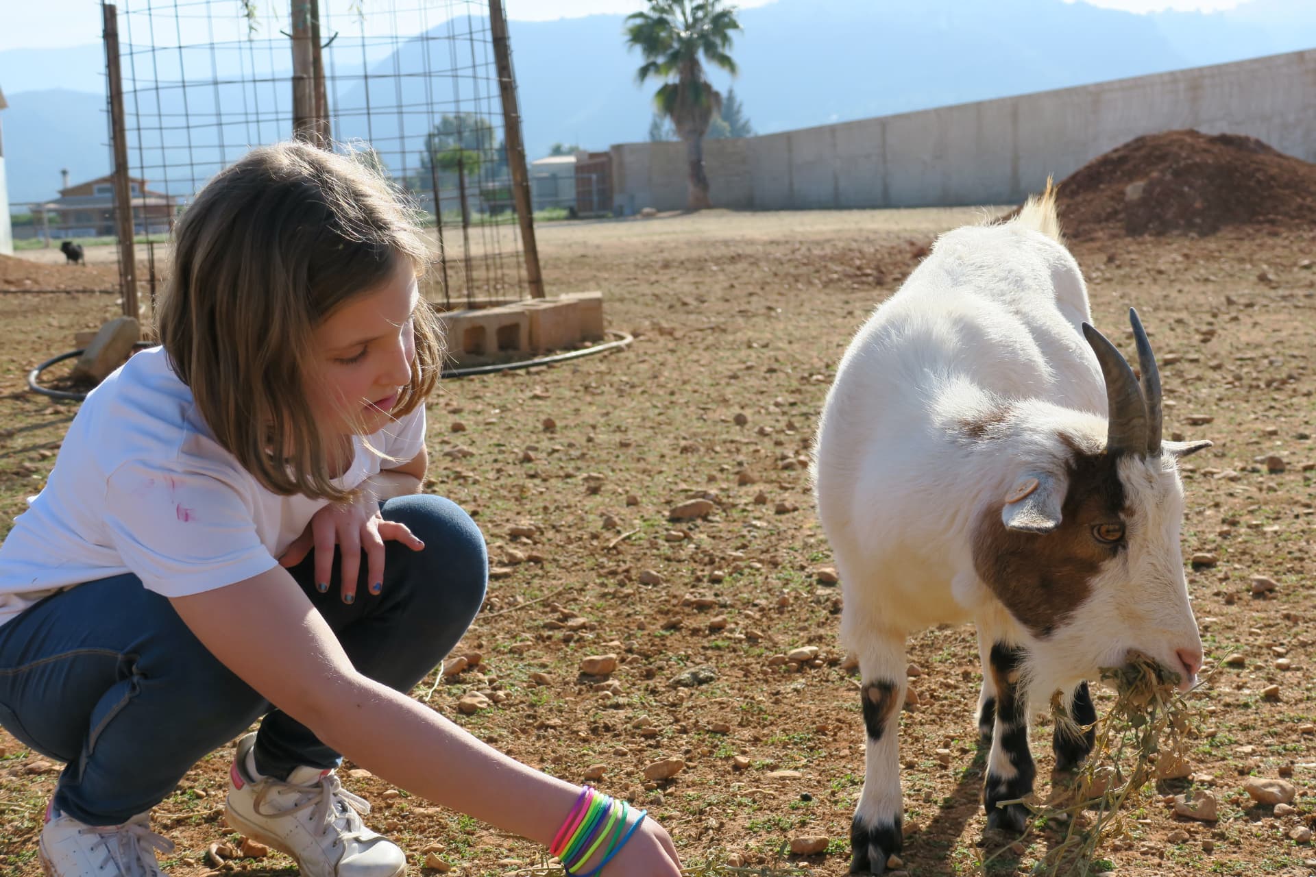 Cuidando de las cabras